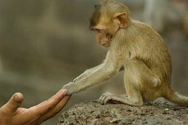 3-year-old girl sustains injuries to ear in monkey attack in Thanjavur ...