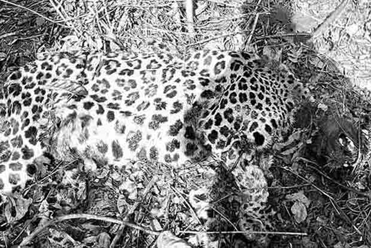 Dead Leopard Floating Leopard found dead in Nilgiris