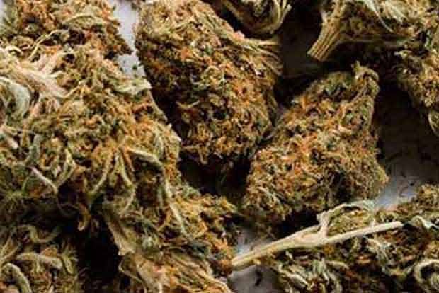 Over 100 kg of ganja seized in Ramanathapuram