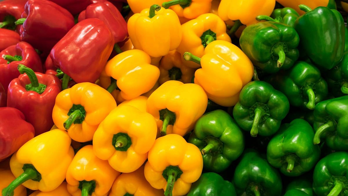 Capsicum vs. Bell peppers: সবুজ ক্যাপসিকাম, নাকি লাল-হলুদ বেলপেপার ...