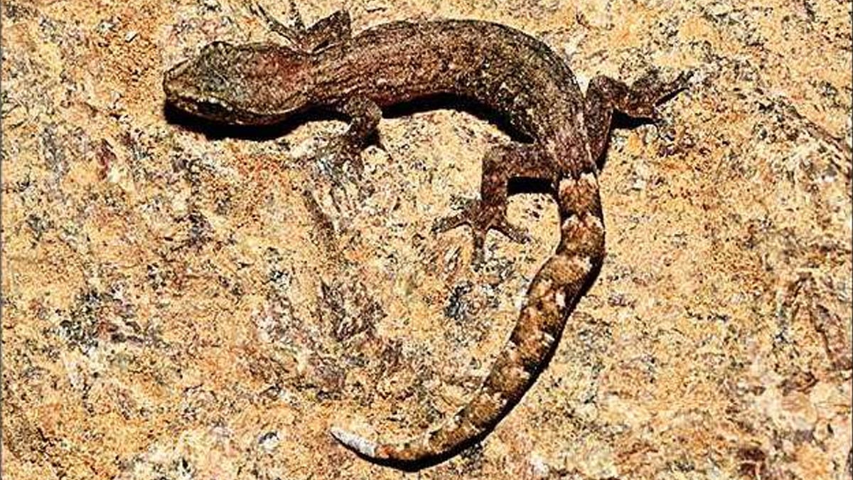 Slender gecko: ফের সেই পূর্বঘাট, শেষাচলমে খোঁজ মিলল তক্ষকের নতুন প্রজাতির
