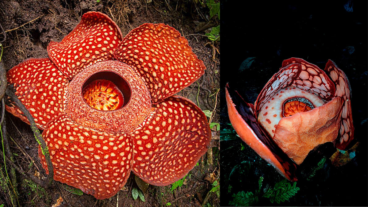 Rafflesia Flower: ফুলের ঘায়ে মূর্ছা যায়! ‘র‍্যাফ্লেসিয়া’ ফুটতে দেখে ...