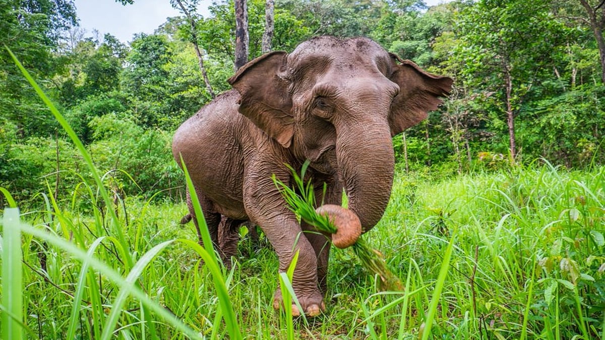 ভেলোরের বেসরকারি জঙ্গলে উদ্ধার তিনটি হাতির মৃতদেহ, কারণ জানতে তদন্ত