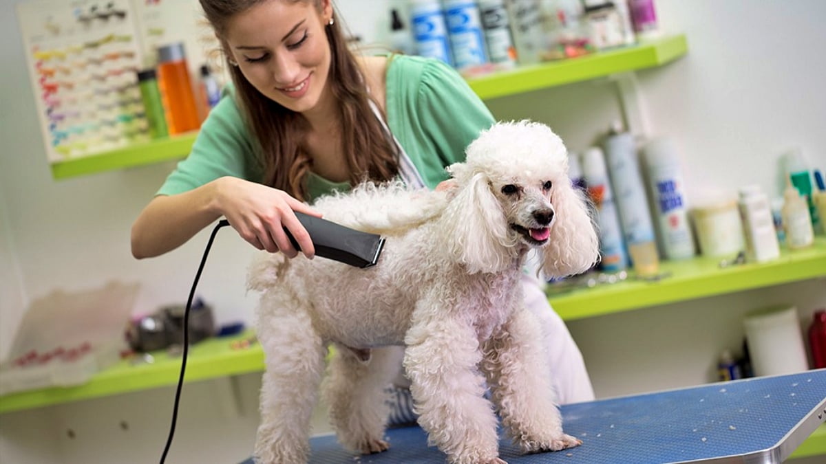 গরমে কুকুরের লোম কাটা কি আসলেই আরাম নাকি বিপদ? গরমে কুকুরের লোম কাটা কি আসলেই আরাম নাকি বিপদ?