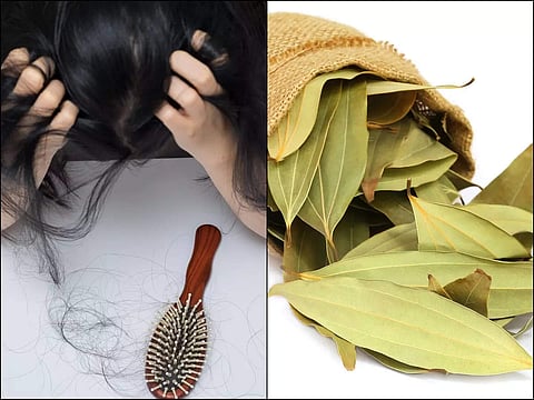 Tej Patta For Hair: প্রতিবার চিরুনিতে উঠছে মুঠো মুঠো চুল? তেজপাতার গুণেই  মুশকিল আসান, ঠিক এই নিয়মে ব্যবহার করুন - 5 ways to use bay leaf or tej  patta for hair - eisamay