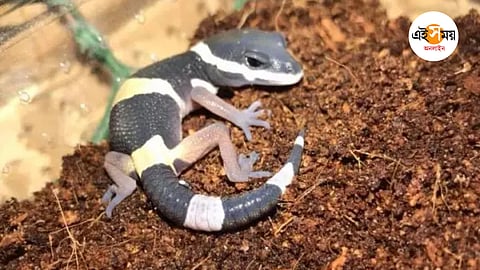 The Scam porno filmini onlayn tomosha qiling