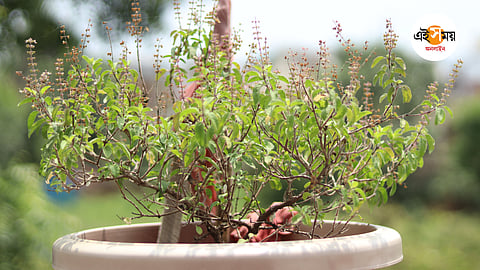 Jinsiy multfilm qizlar