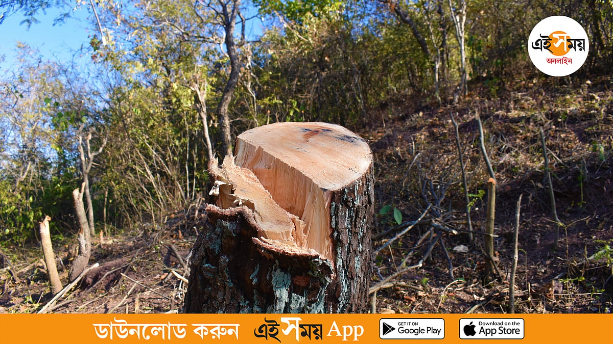 বেআইনি ভাবে গাছ কাটার অভিযোগ বিদ্যালয় কর্তৃপক্ষের বিরুদ্ধে