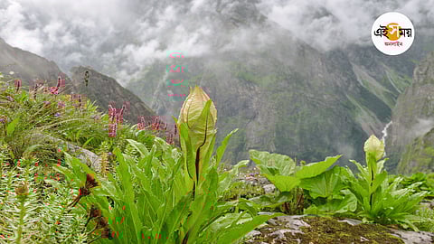 Semiz xotinlarni aldash porno