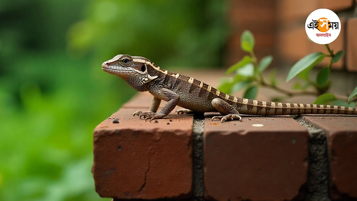 Tata porno boyicha kulba