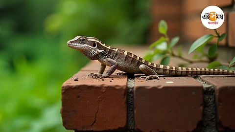 Qattiq xotinning porno video