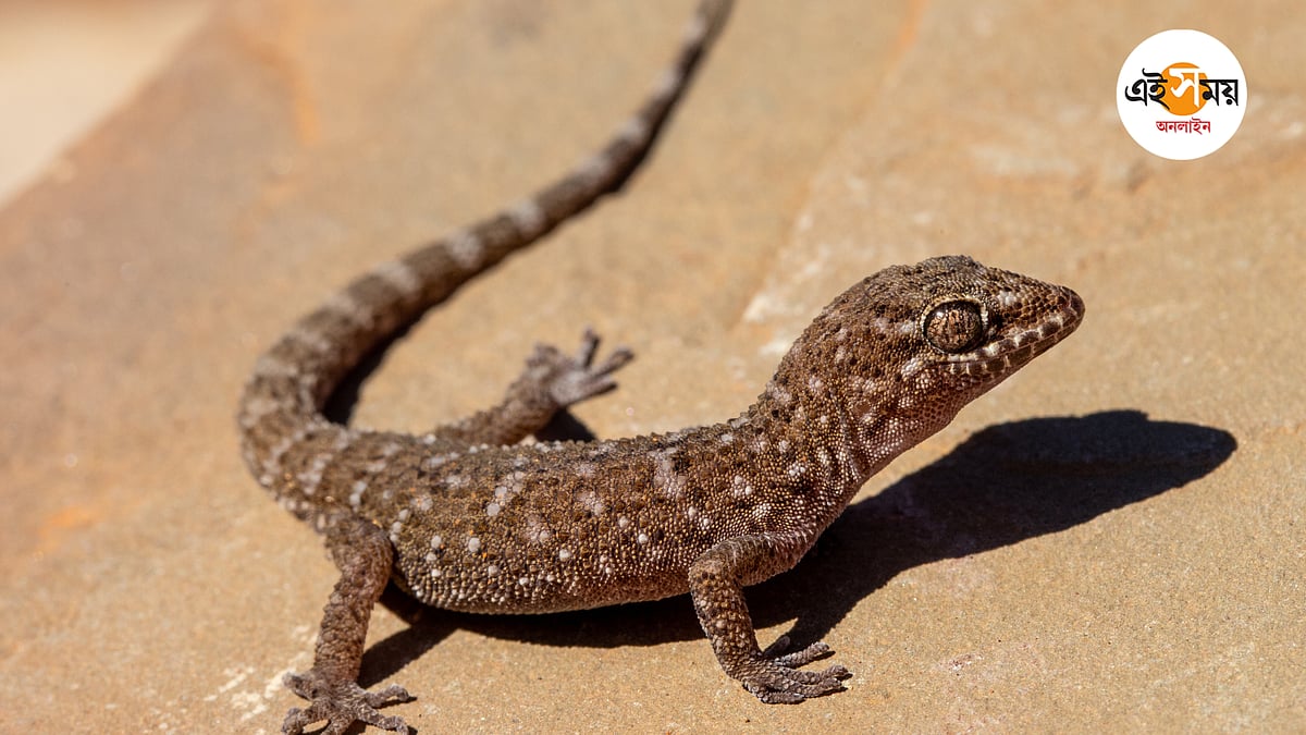 Berkovning uyini koring Stol ustida bir qizni sikdi