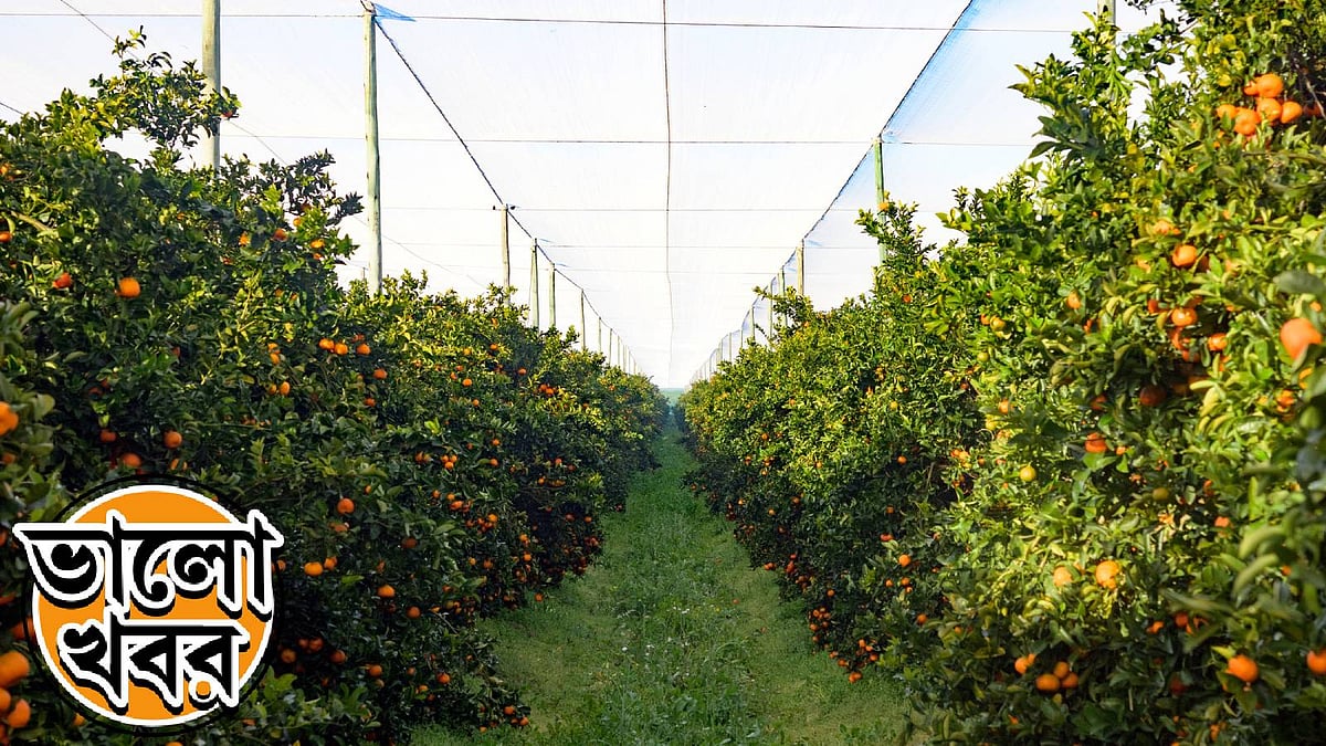 Qadimgi Rim debouchery film