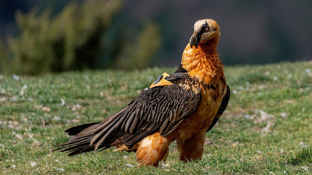 Bearded Vulture