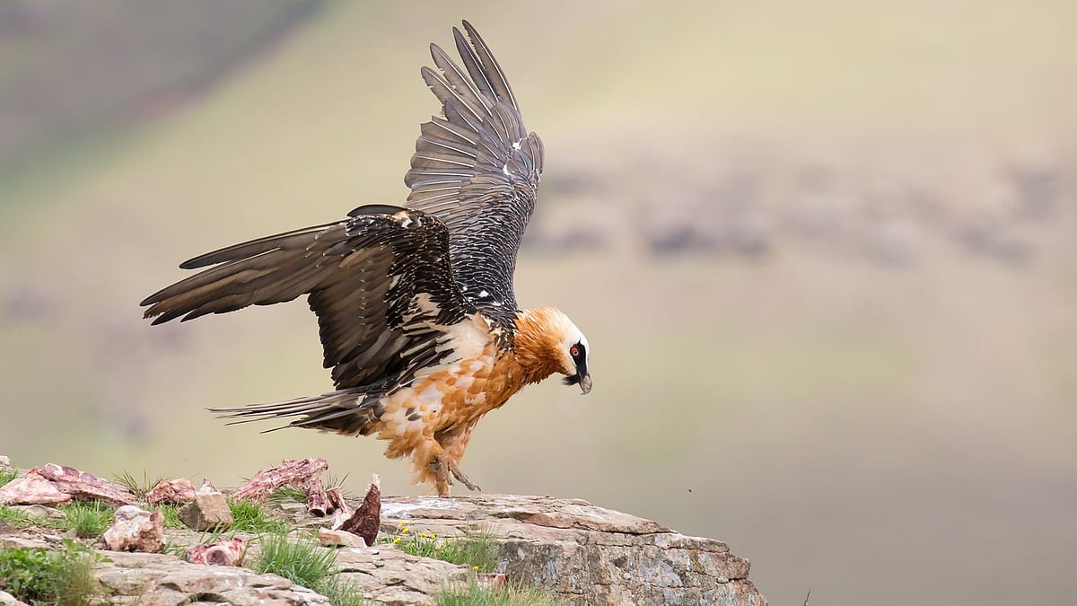 Bearded Vulture