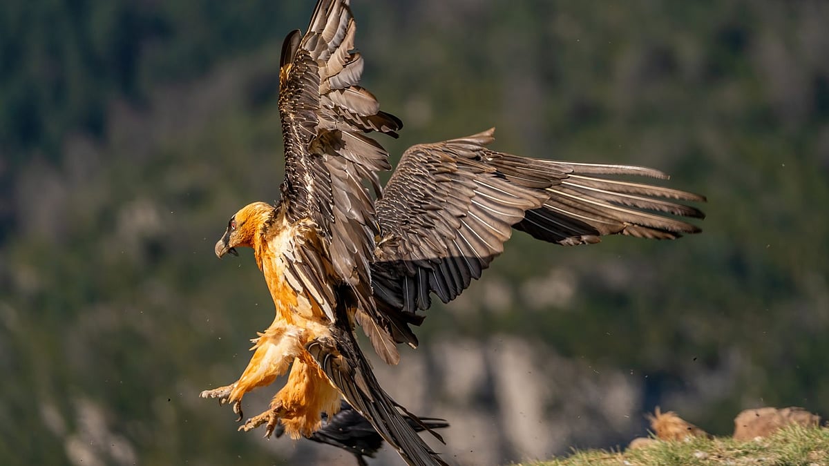 Bearded Vulture
