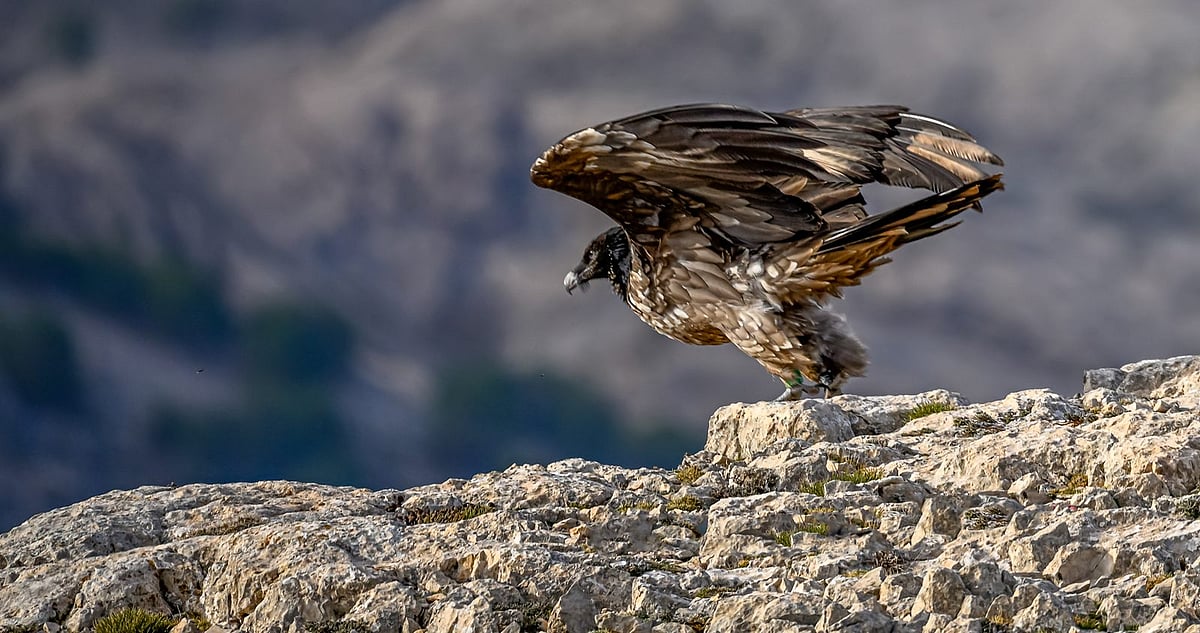 Bearded Vulture