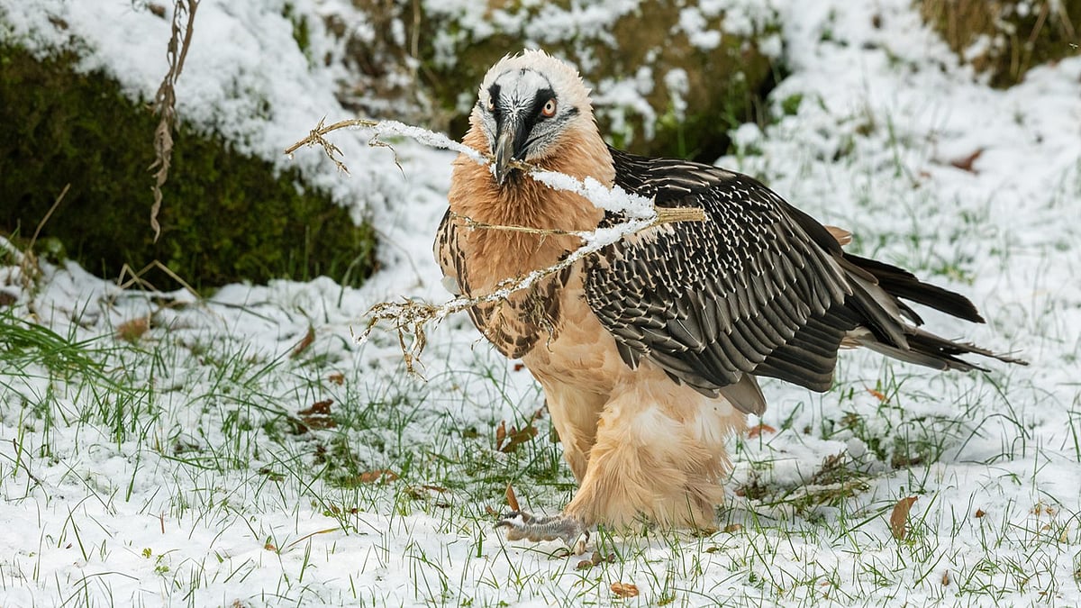 Bearded Vulture