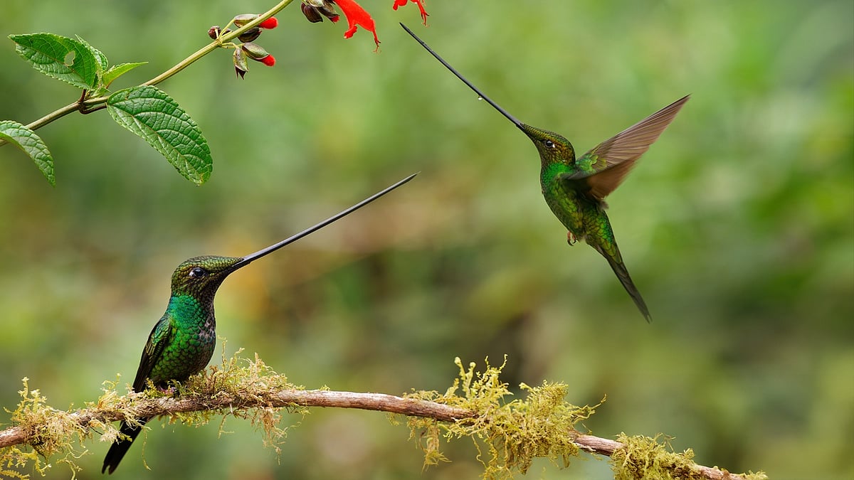 sword grilled hummingbirds: দেহের থেকেও লম্বা ঠোঁট, পাখা ঝাপটে ফুলের ...