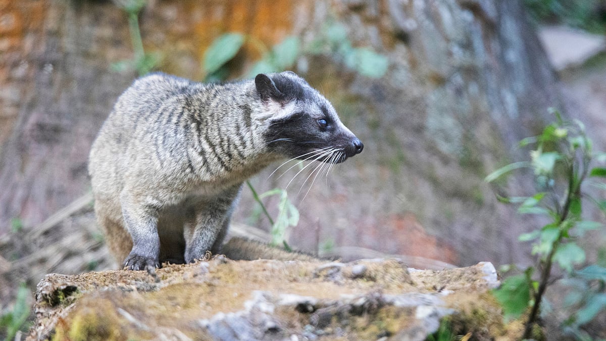 Asian palm civet