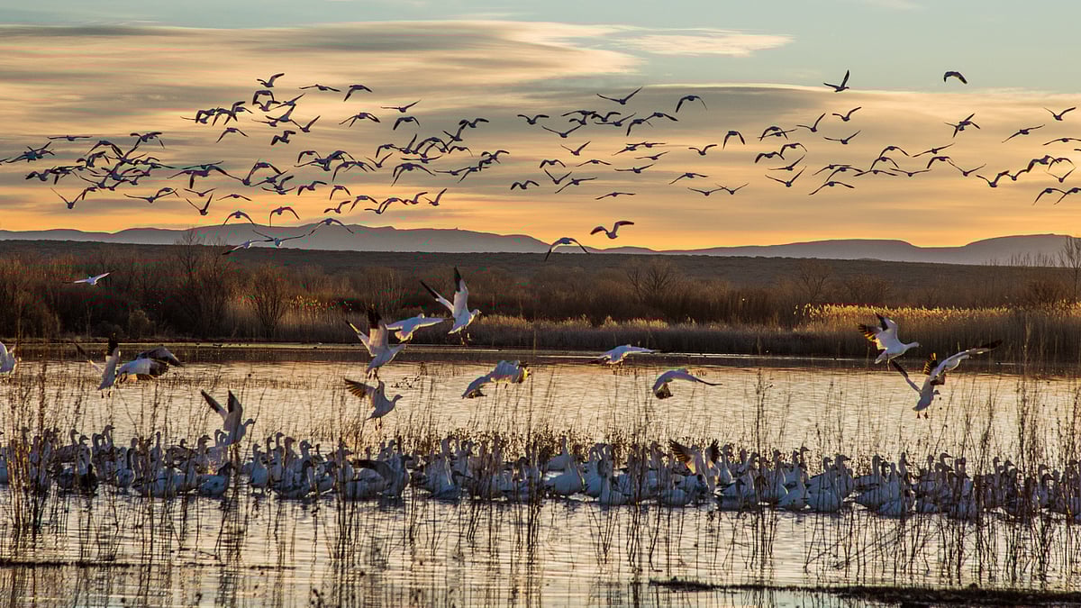 Bosque del Apache National Wildlife Refuge, New Mexico