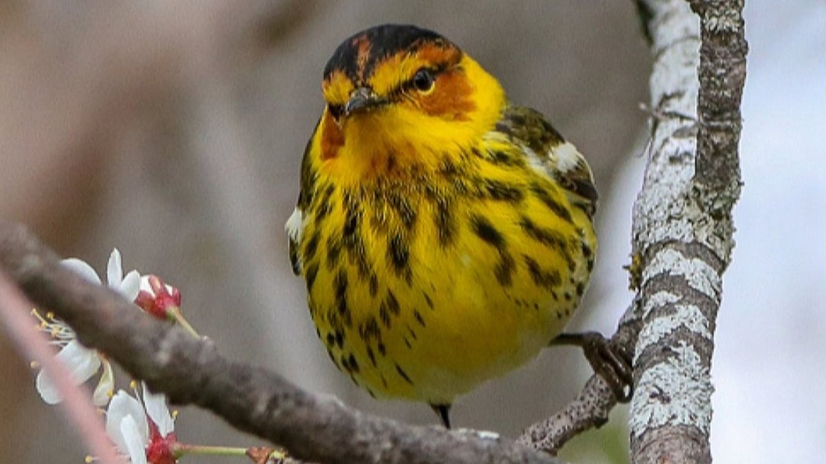 Cape May, New Jersey