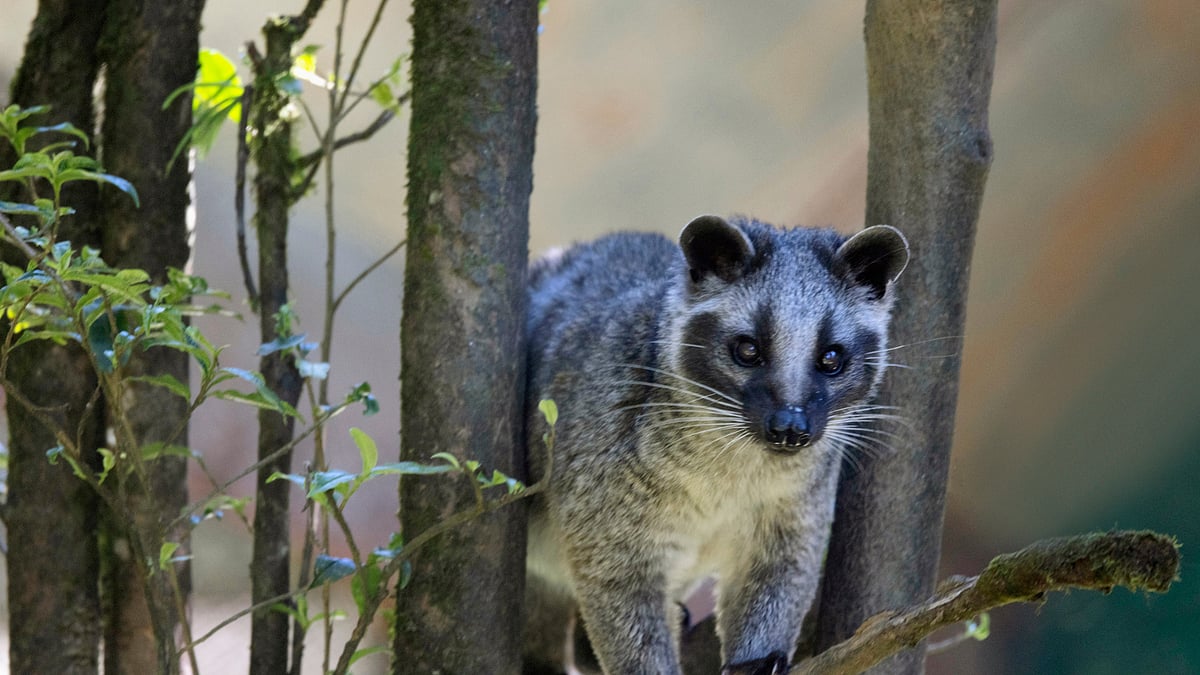 Asian palm civet