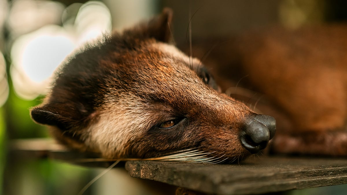 Asian palm civet