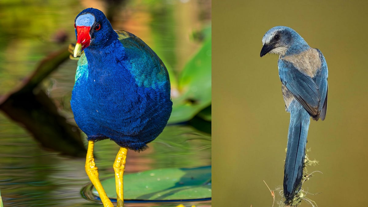  Everglades National Park, Florida