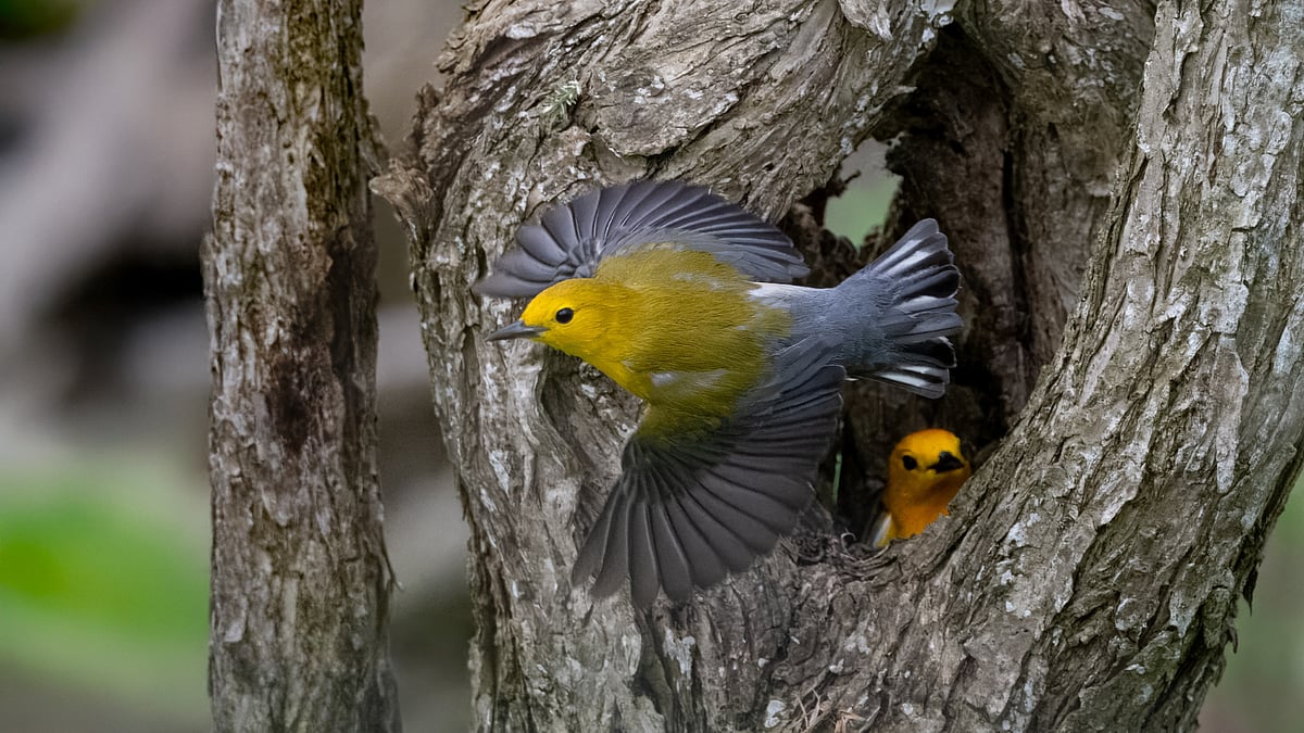  Magee Marsh Wildlife Area, Ohio