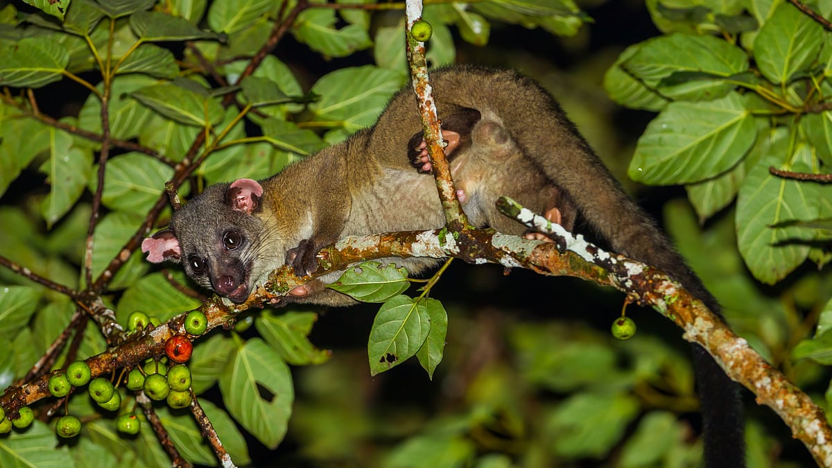 Asian palm civet