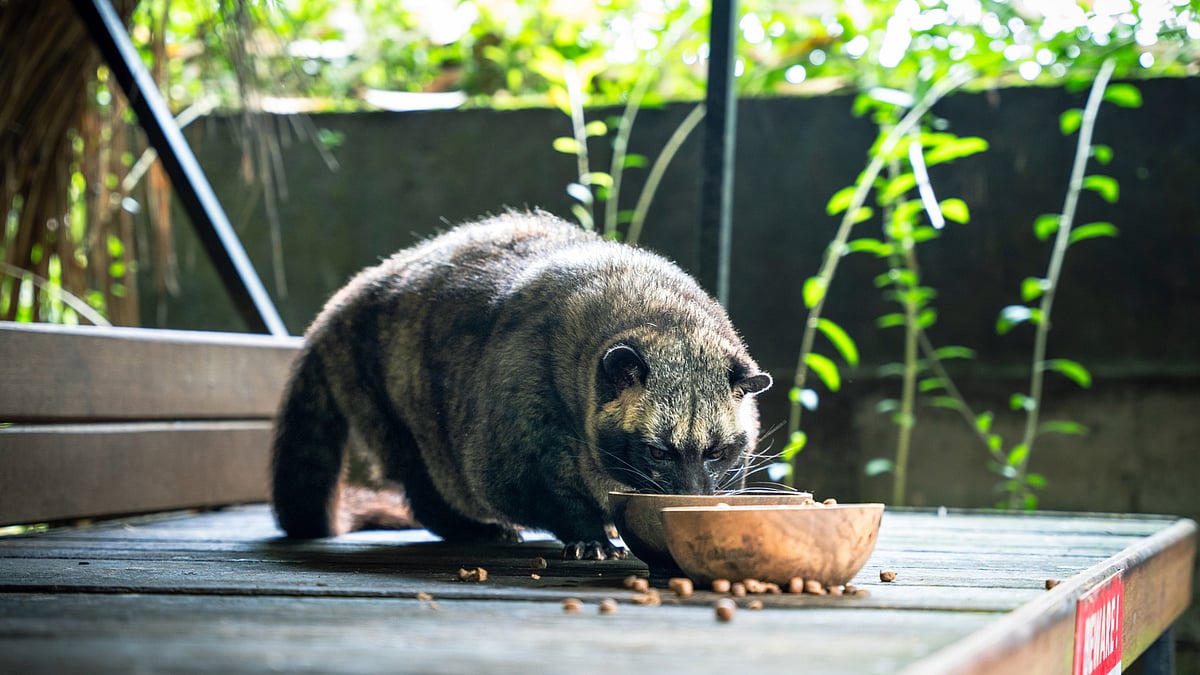 Asian palm civet