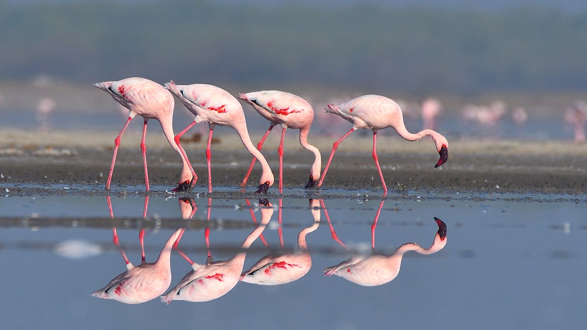  Flamingos feeding