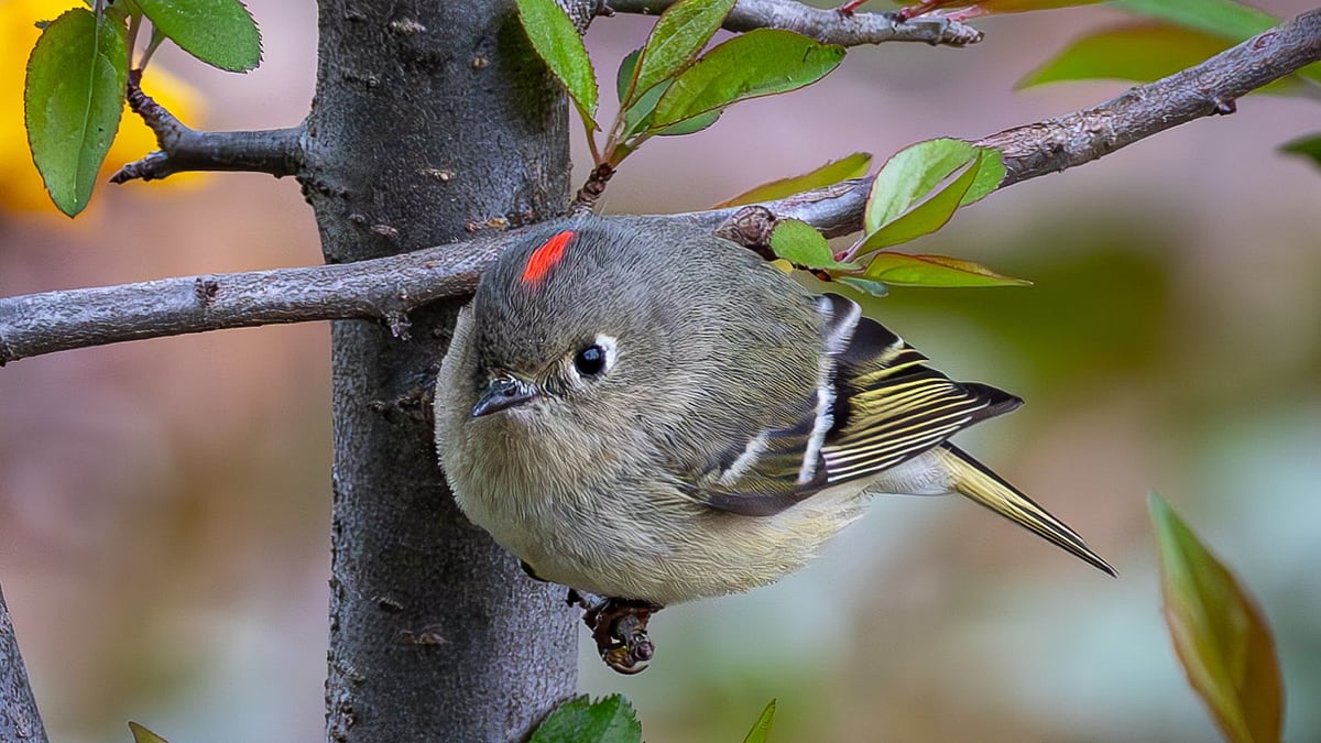 Central Park, New York