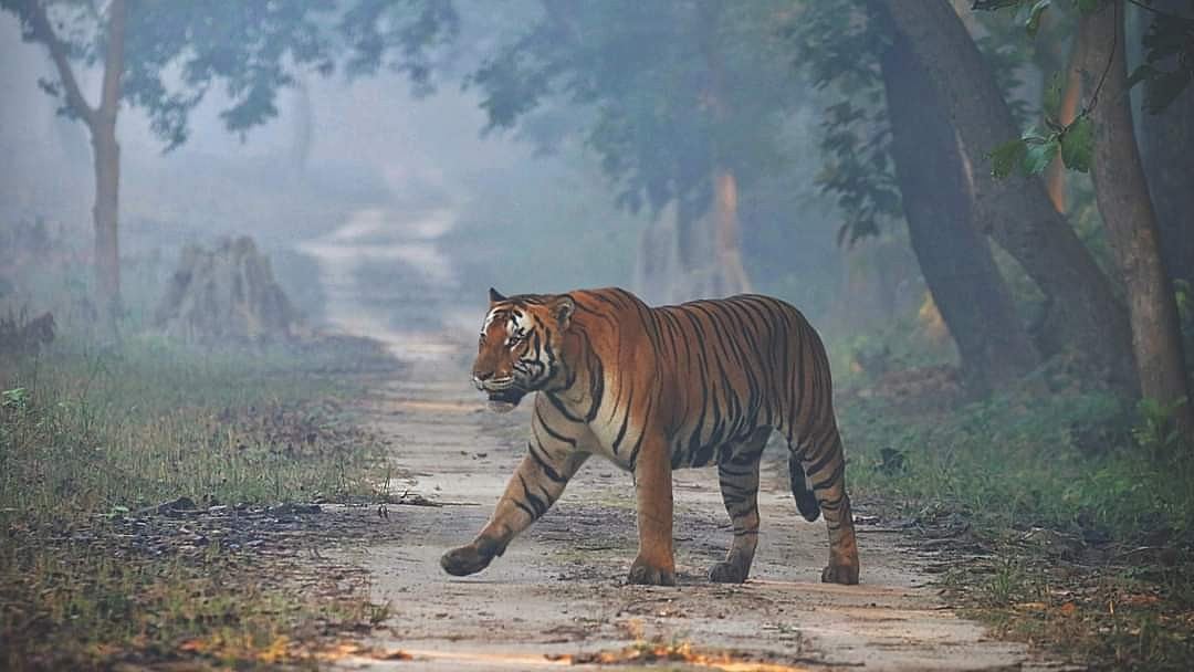 সরিসকা টাইগার রিজ়ার্ভ