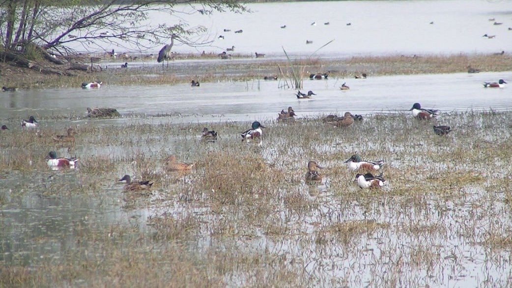 ভরতপুর বার্ড স্যাংচুয়ারি