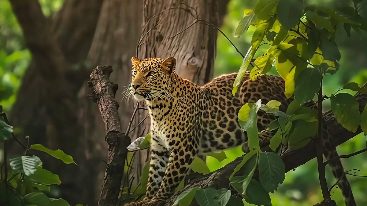 রাজাজি ন্যাশনাল পার্ক