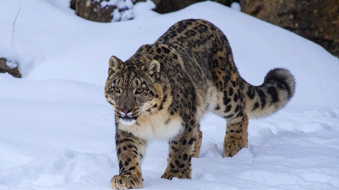 হেমিস ন্যাশনাল পার্ক