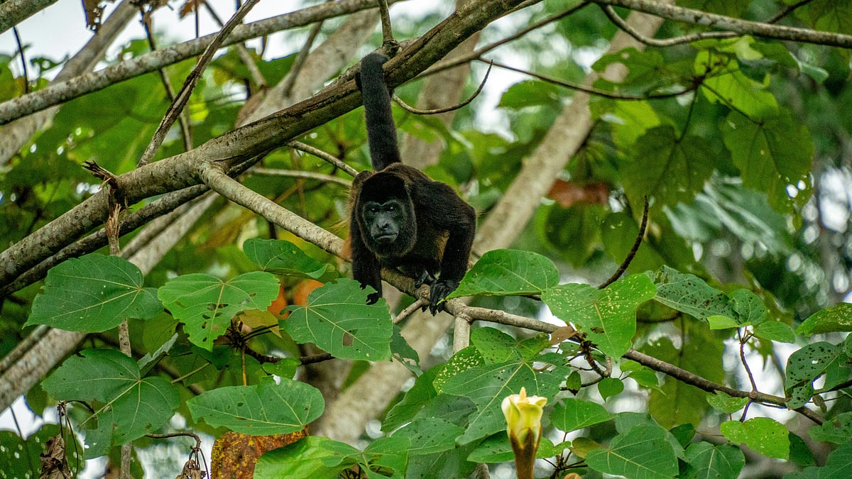 Howler monkey 