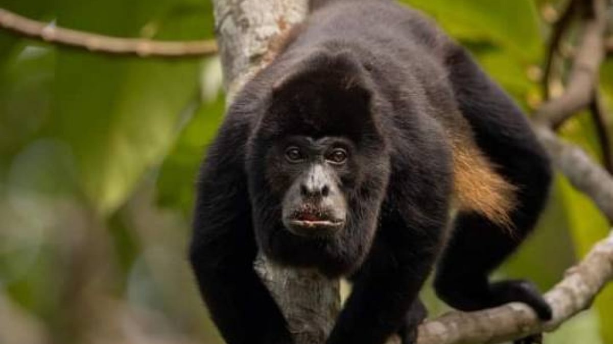 Howler monkey 