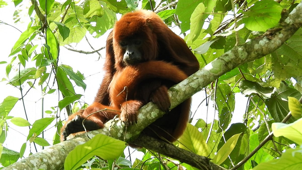 Howler monkey 