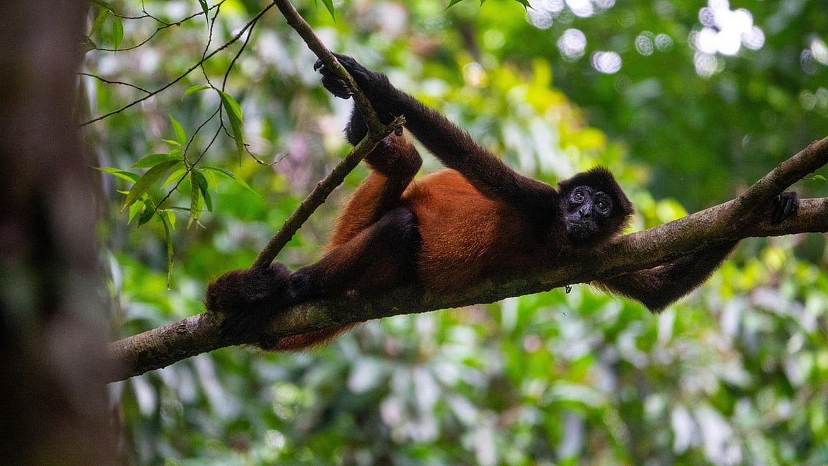 Howler monkey 