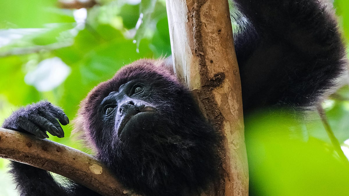 Howler monkey 