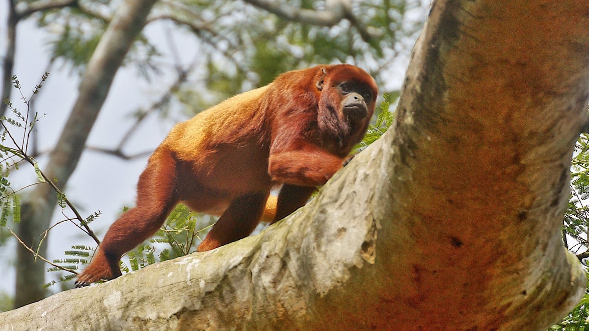 Howler monkey 