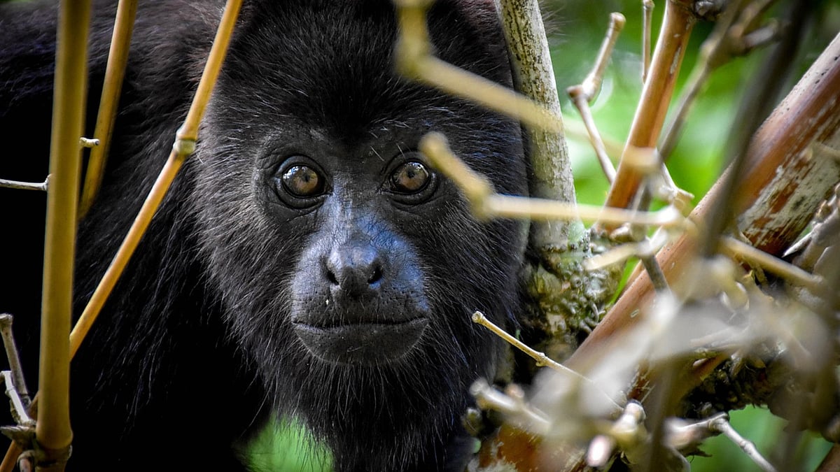 Howler monkey 