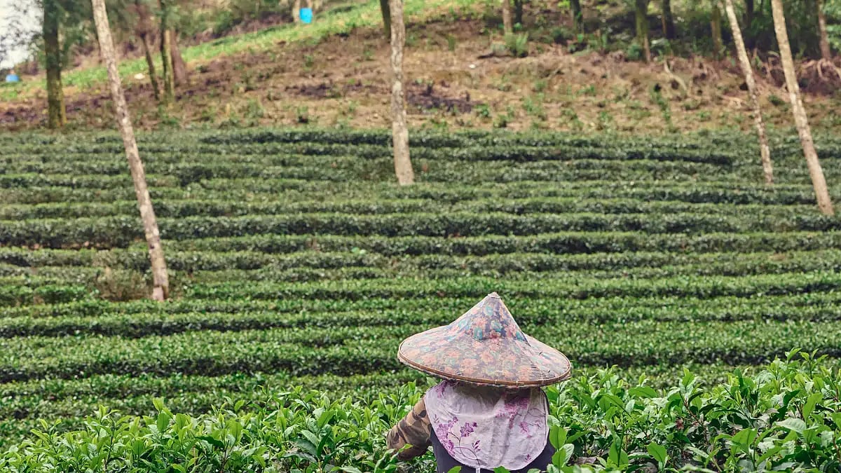 Tea leaves are being picked