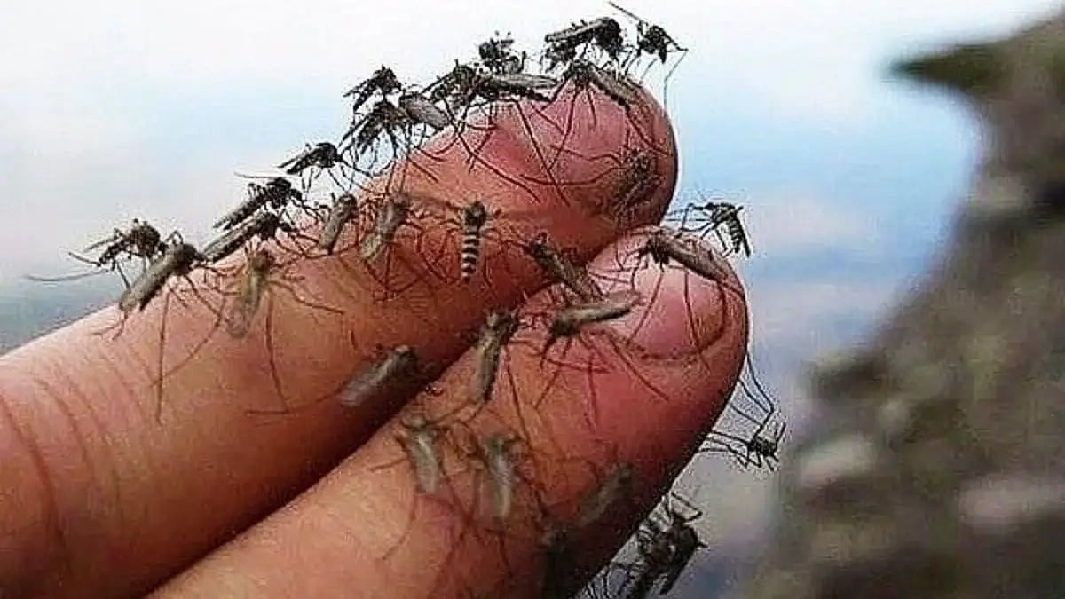 mosquito biting a person