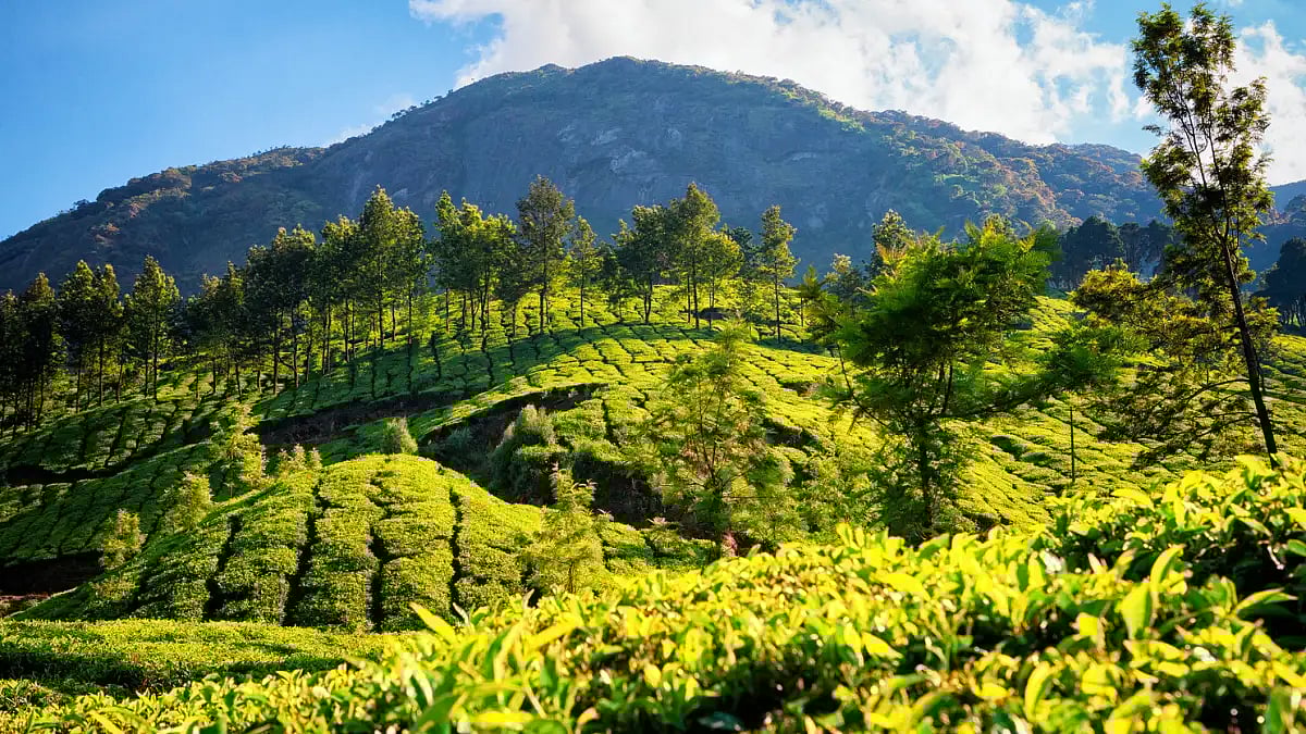 assam tea garden