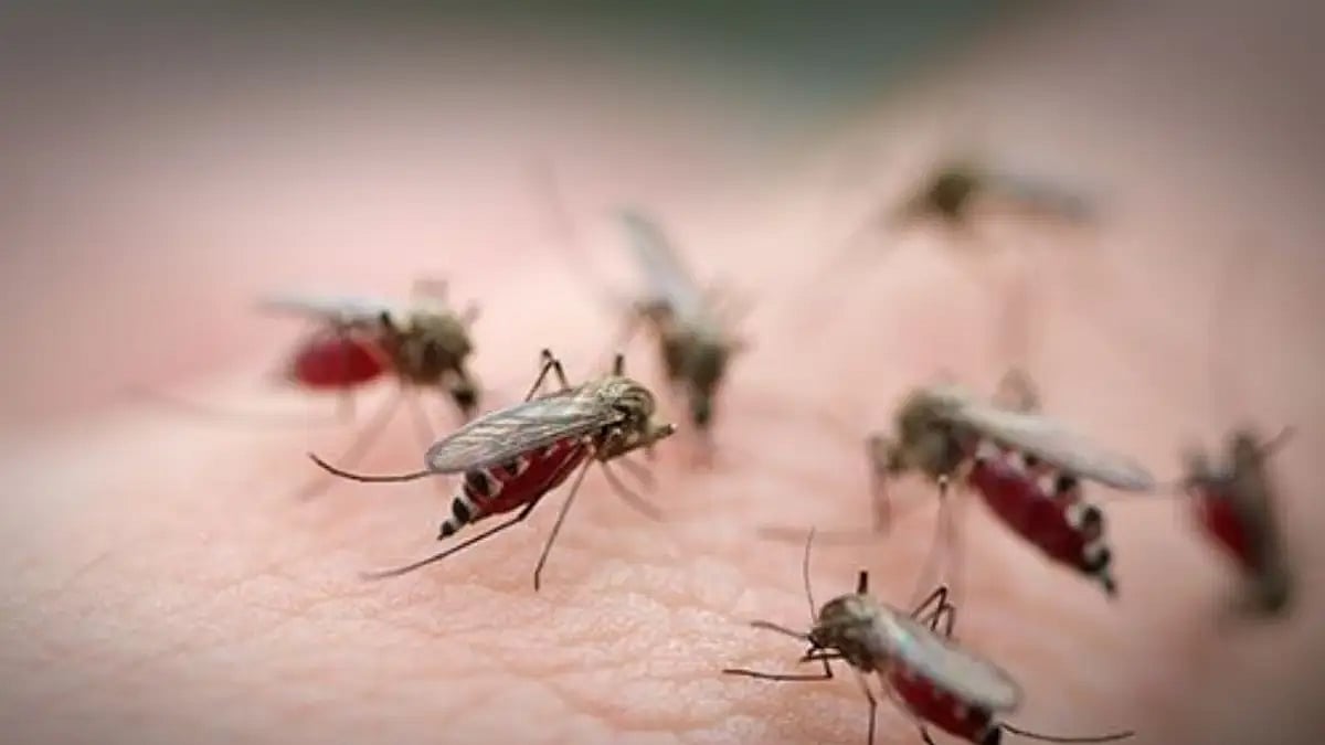 mosquito biting a person