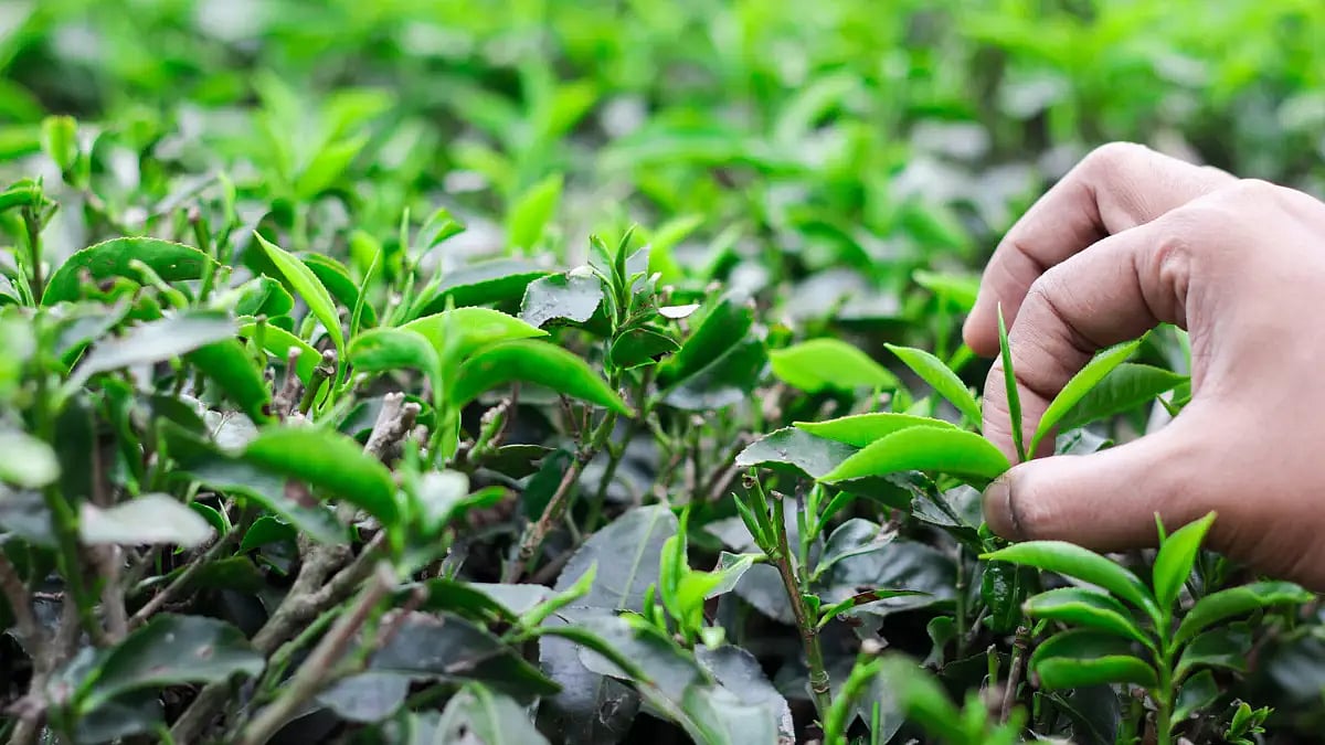 orthodox tea in darjeeling 